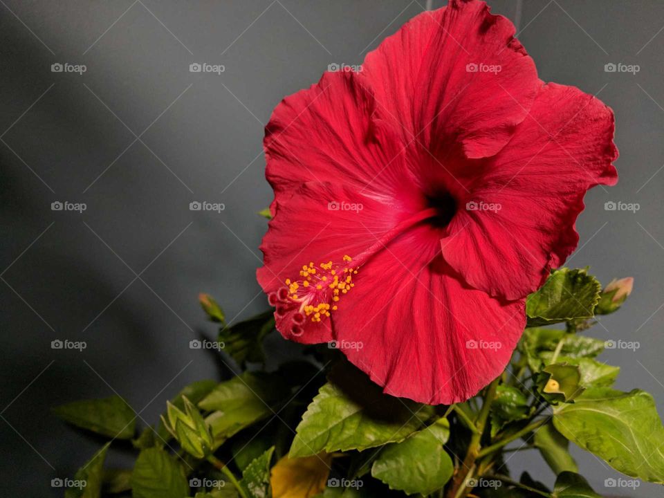 hibiscus flower