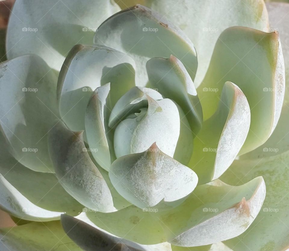 Natural backgrounds, light green, succulents