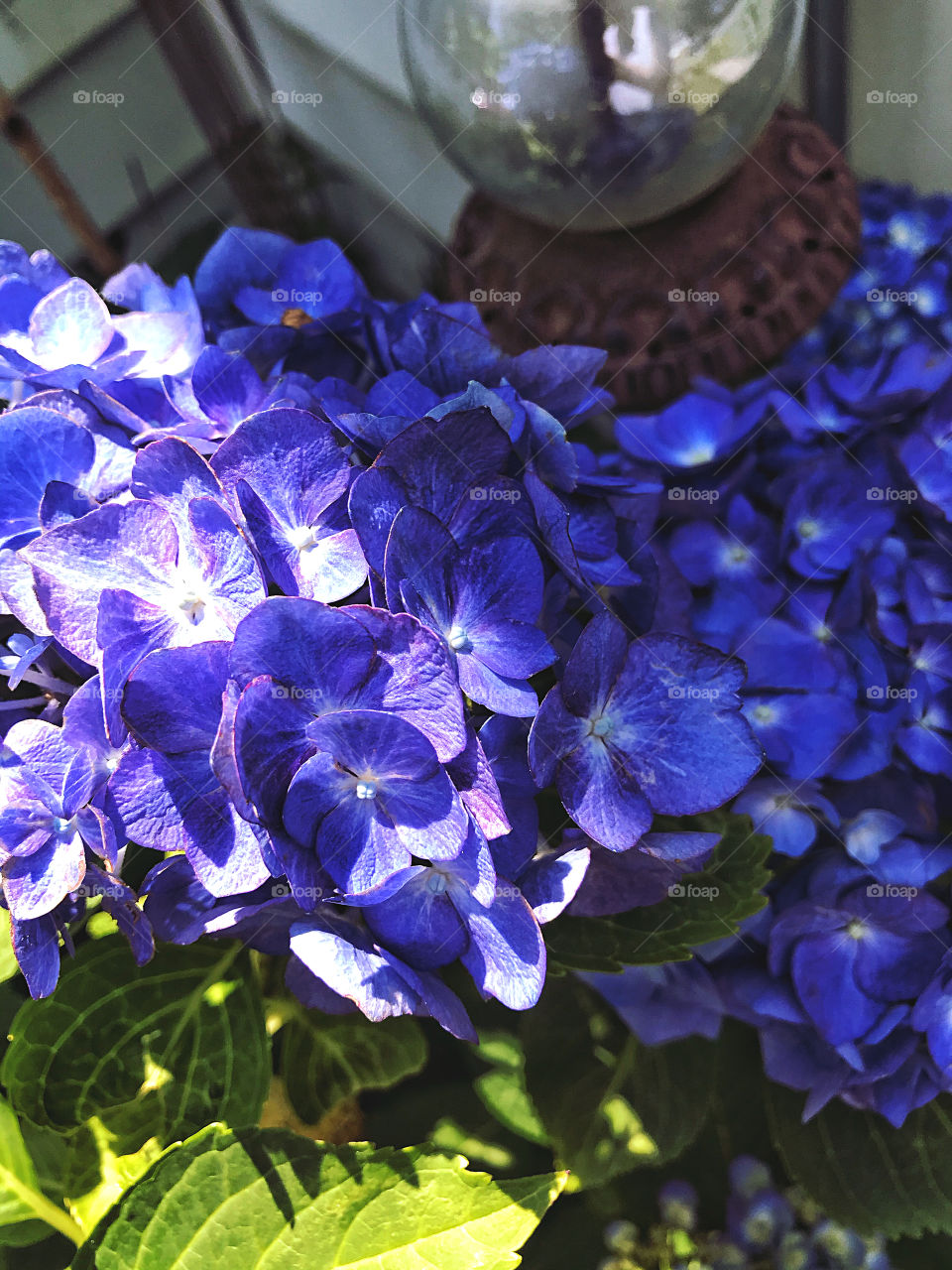 Blue Hydrangea