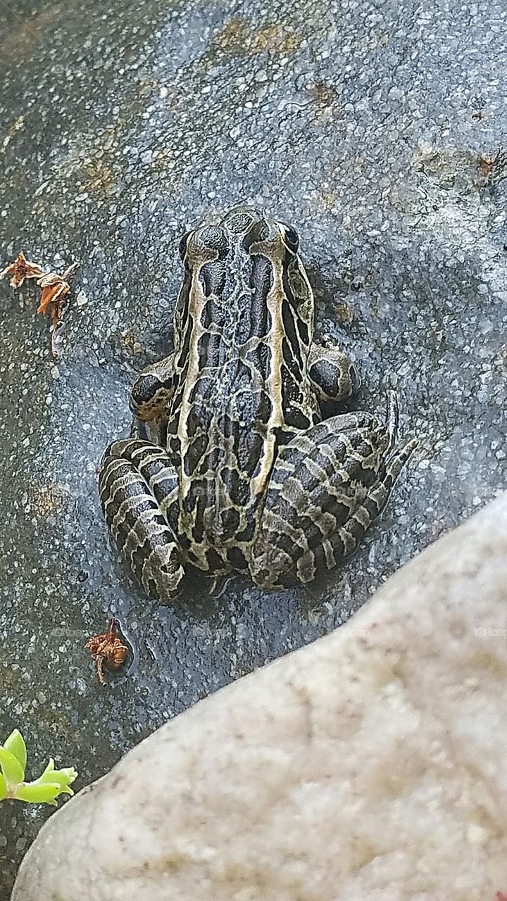 toad frog resting by the pond