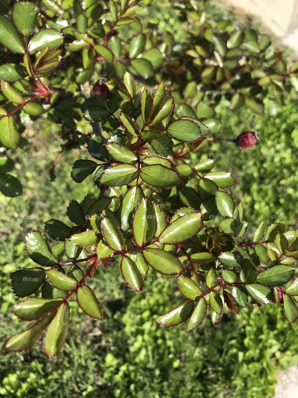 A força da primavera 