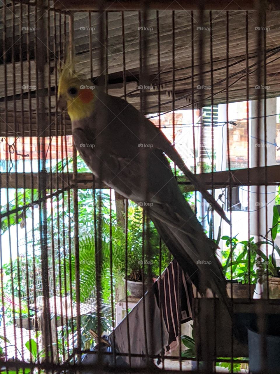 papagaio na gaiola