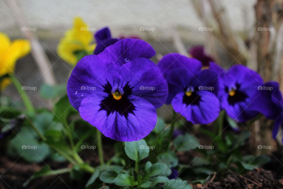 purple flowers