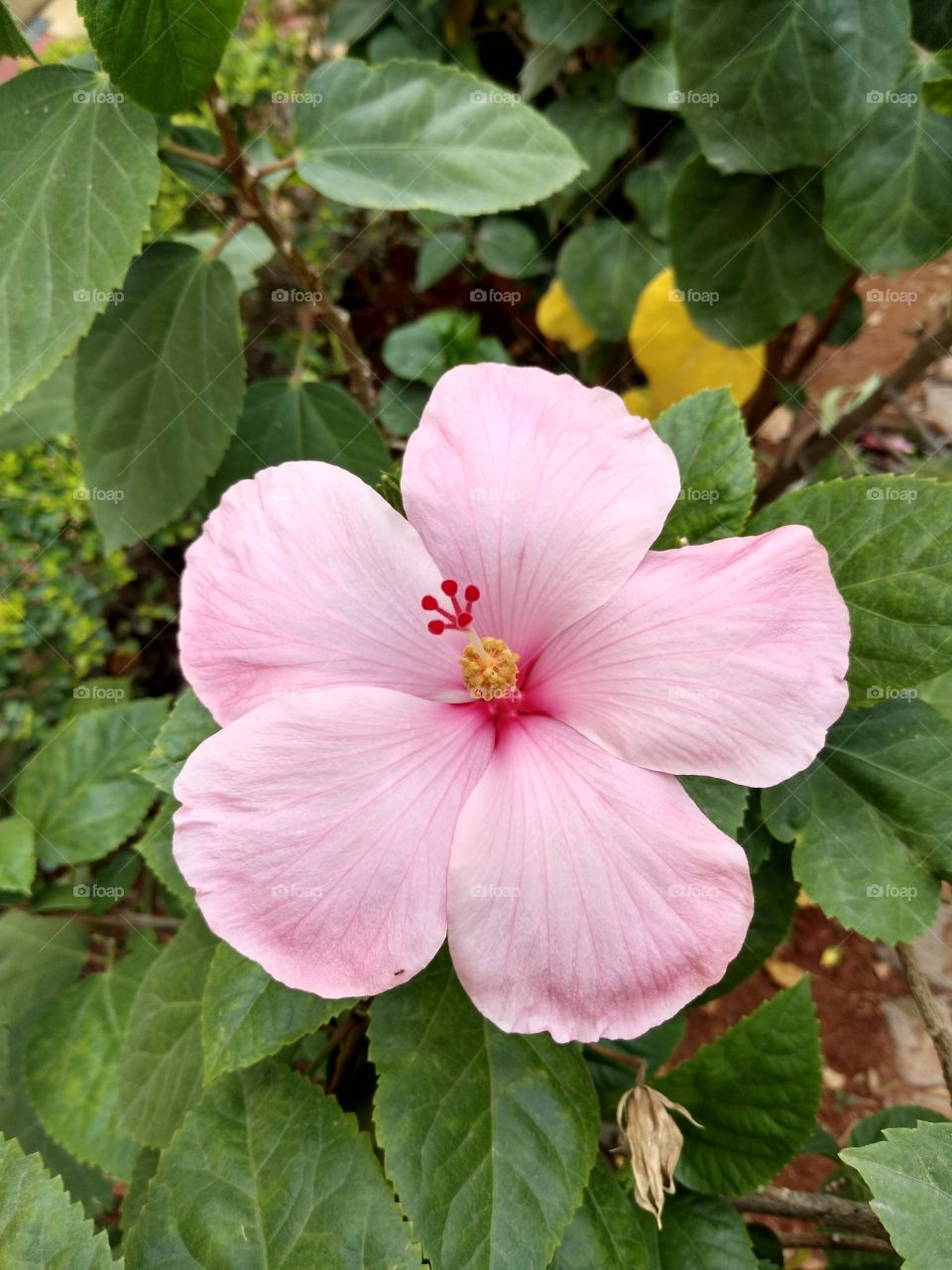 a beautiful pink hibiscus flower