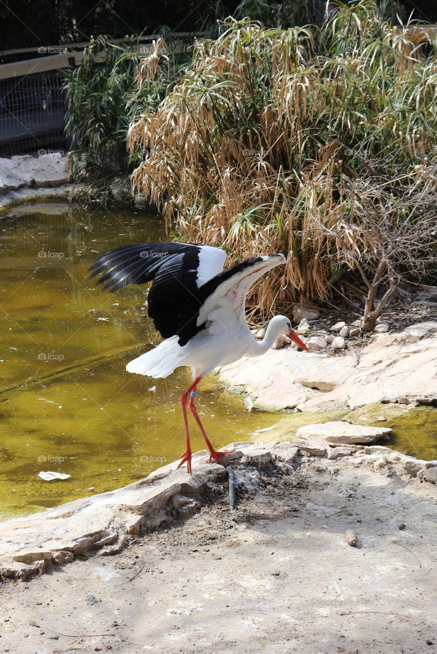 A white and black bird with red legs standing on stones with water on the background 