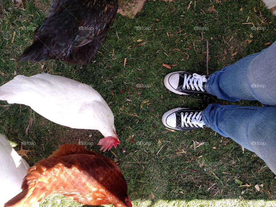 Standing With The Chickens