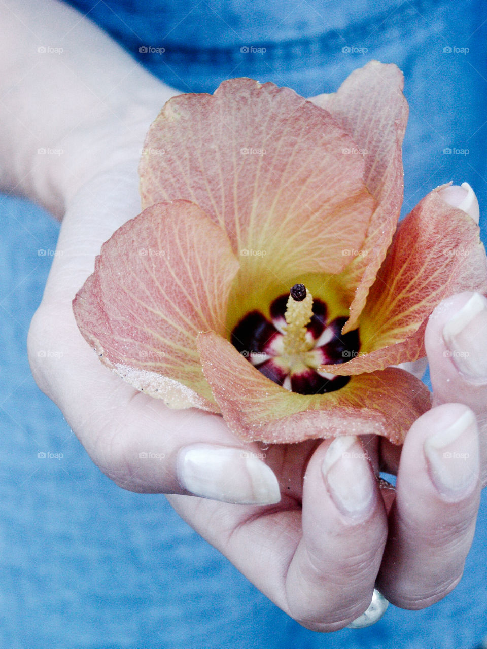 Hibiscus flower in hand