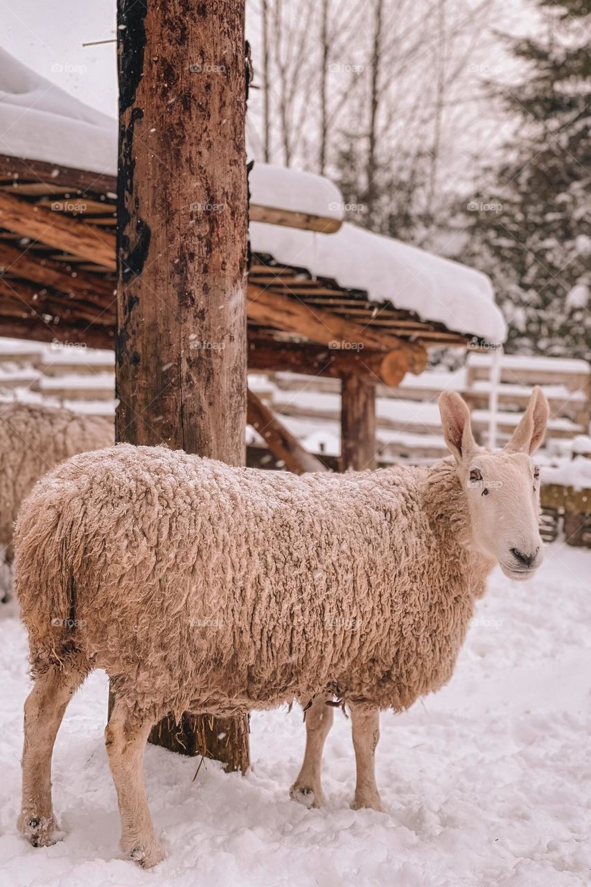 Beautiful sheep in a winter zoo.Snowing