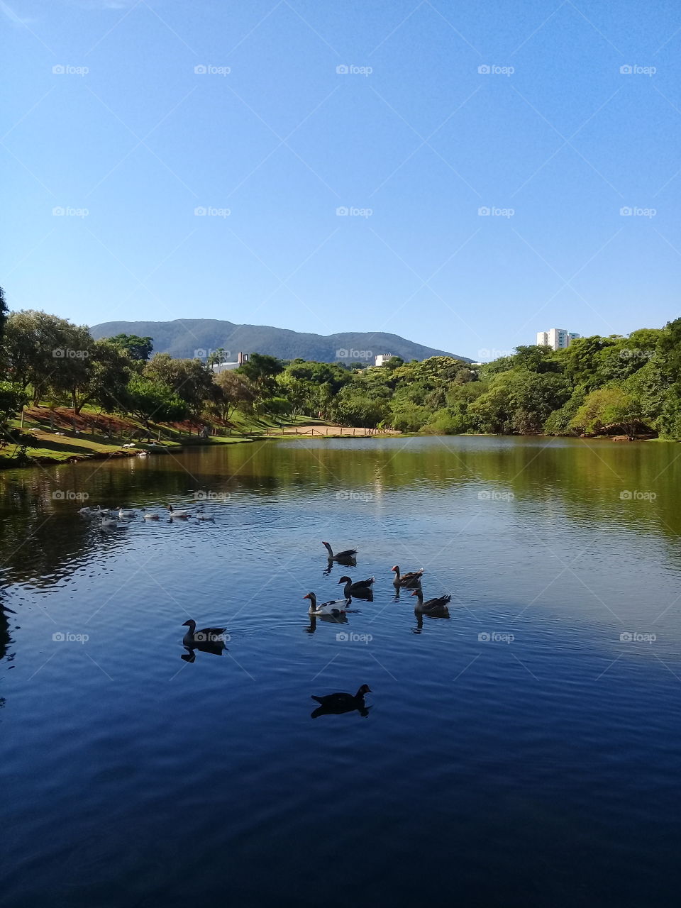 Cenas da cidade de Jundiaí: o Parque Botânico Eloy Chaves, com o lago em destaque e a Serra do Japi ao fundo.