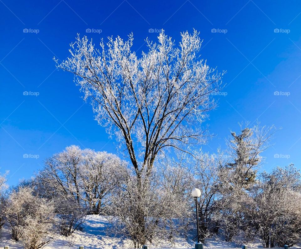 A frost covered elm tree on a sunny winter day.