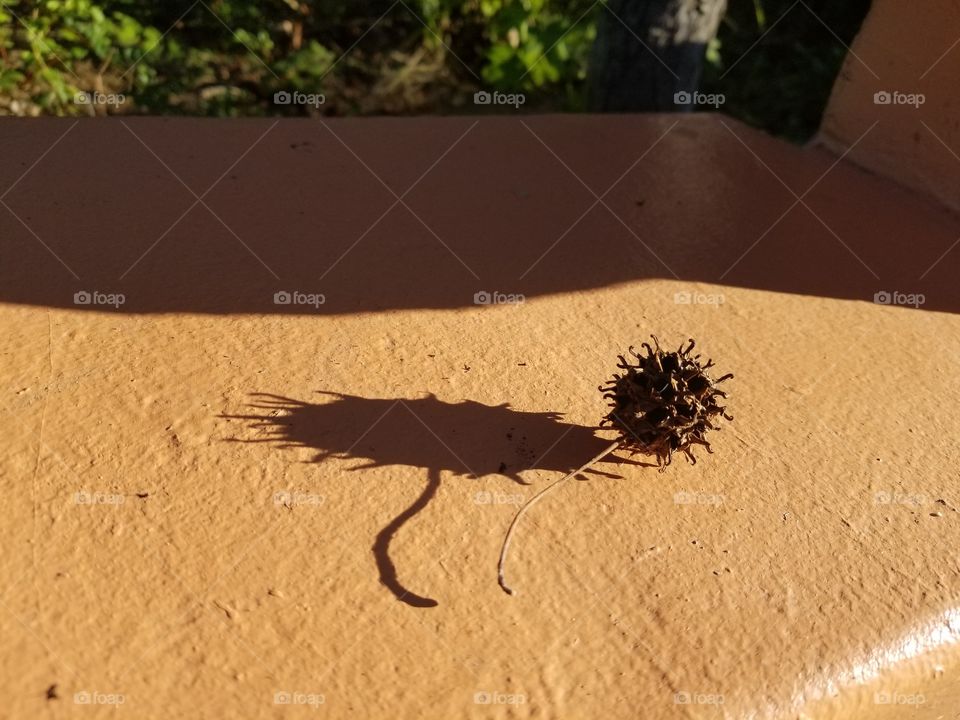 Sycamore Seed Pod and Shadow V