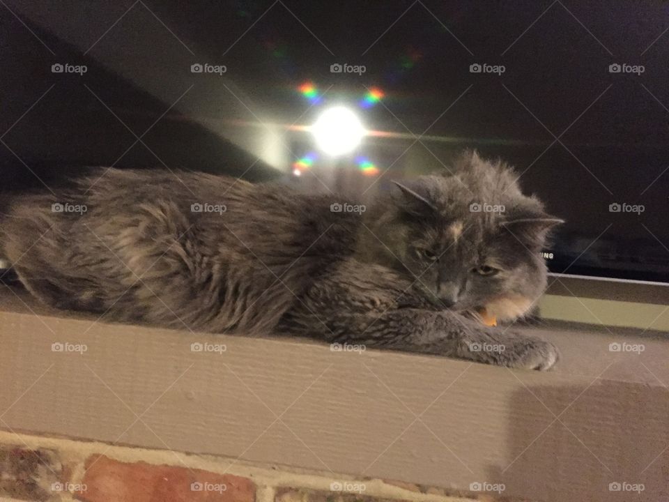 Cat, Kitten, Mammal, Pet, Portrait