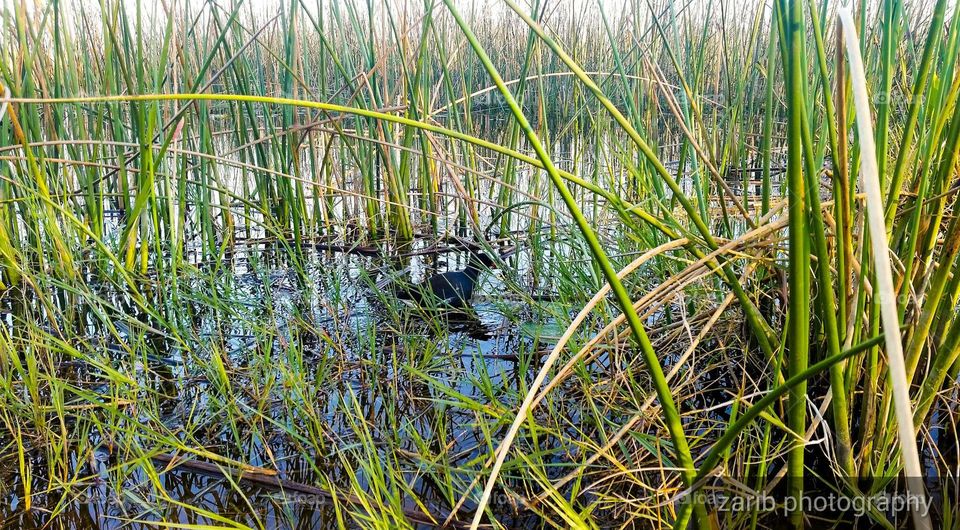 bird in2the lake