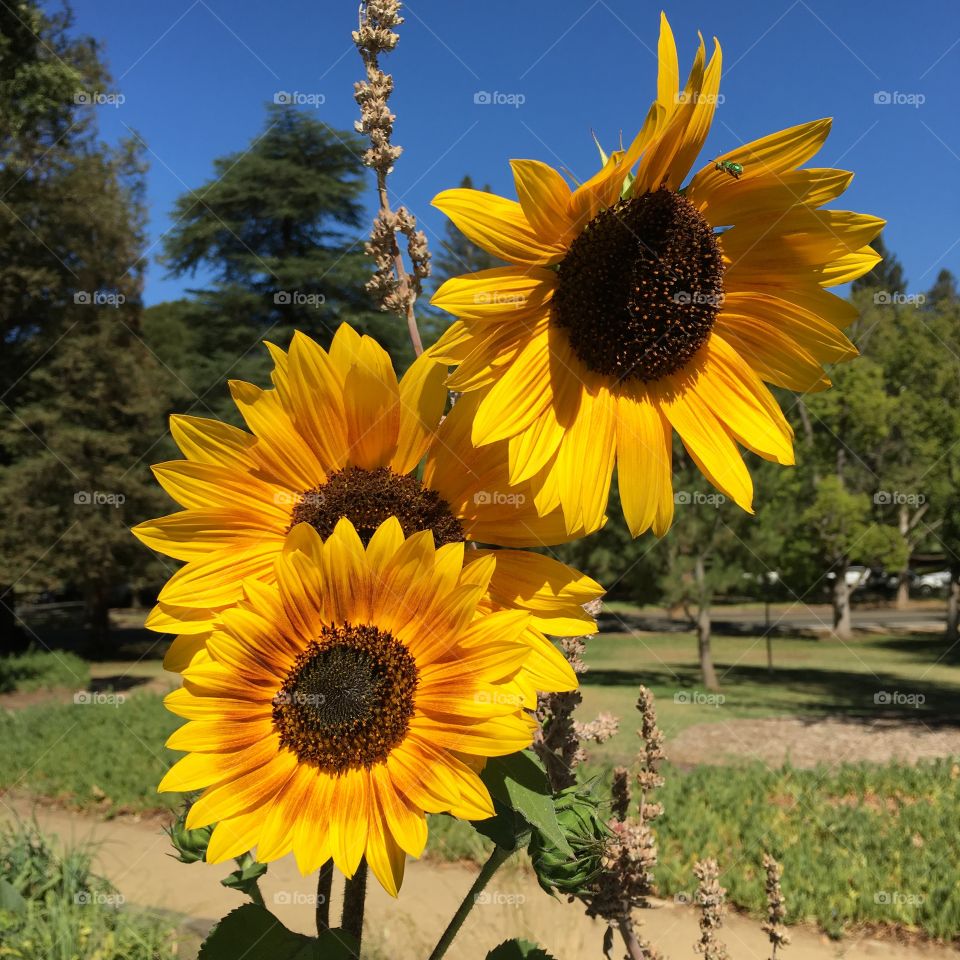 Sunflower, Summer, Nature, No Person, Flower