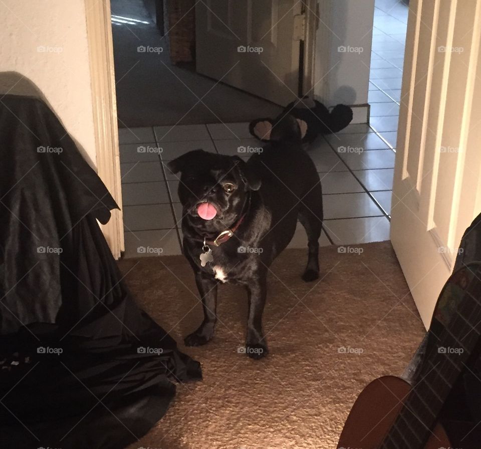 Black Pug in Dim Room Doorway with Tongue Out