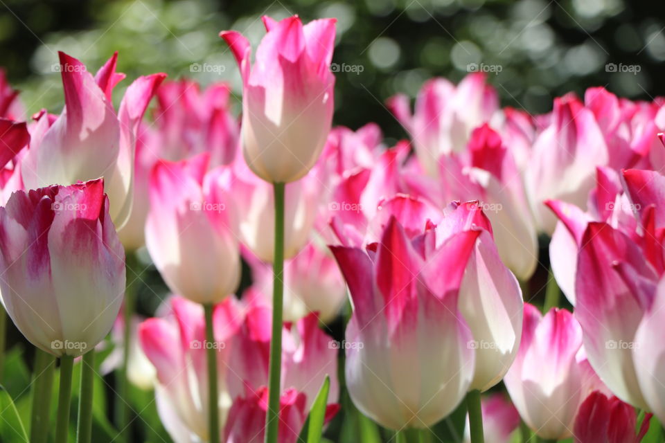 Two coloured tulips 