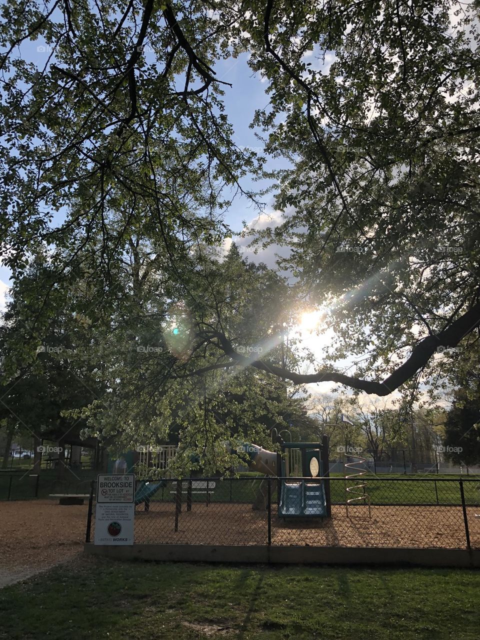 A perfect picture of the park in sun and it's radiant beams of light shining though the branches of the tree