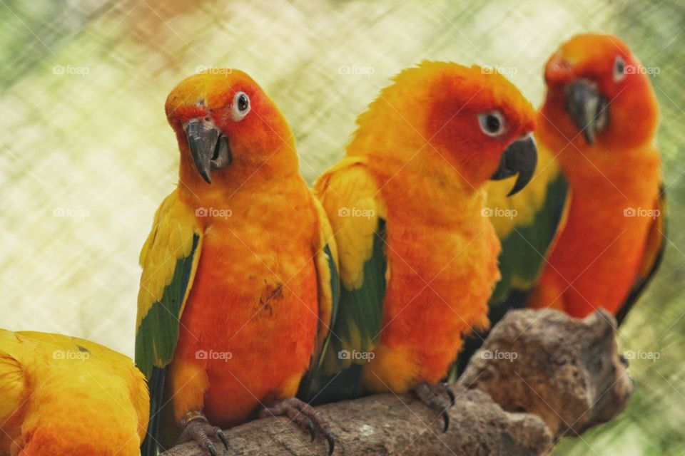 parrots