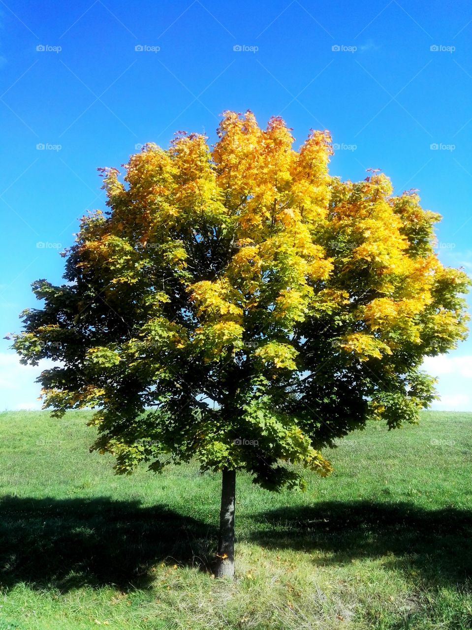 autumn is magic. single tree