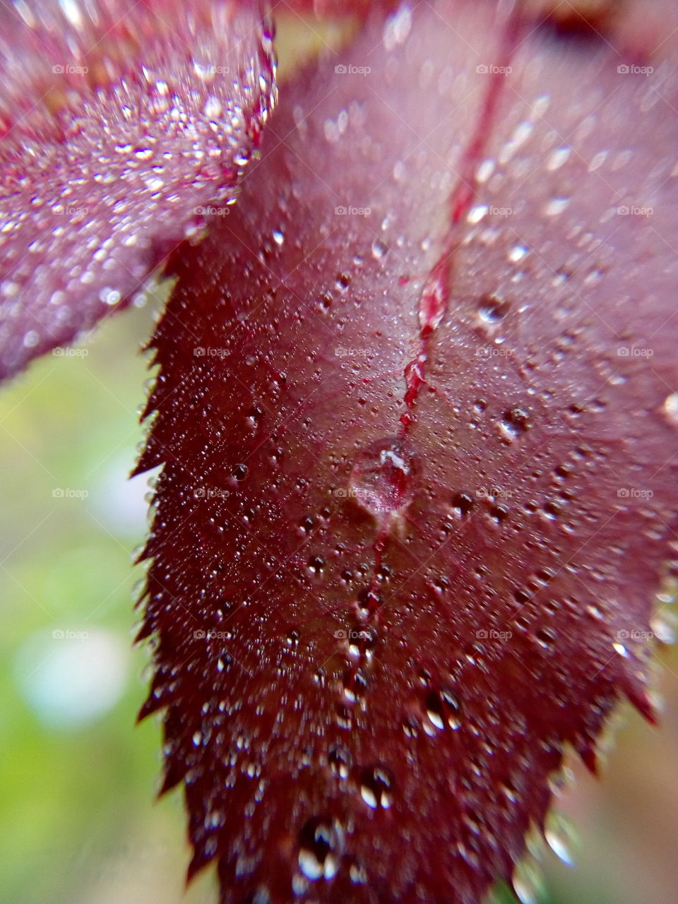 Rain Drops On The Leaves Of Trees.