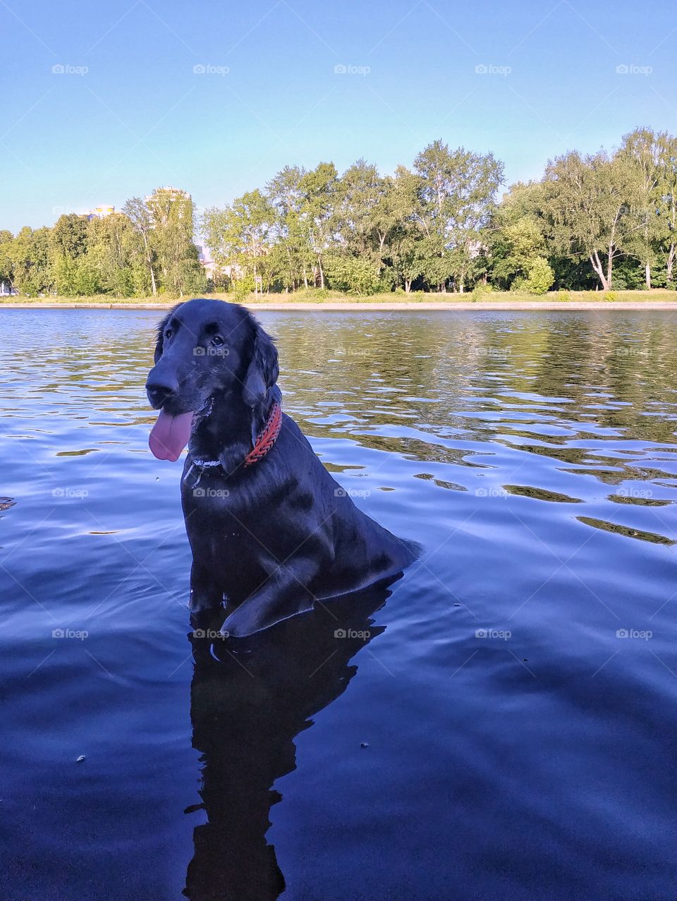 Swimming dog.