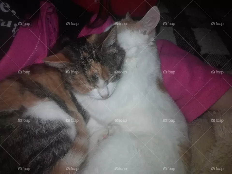 Cats