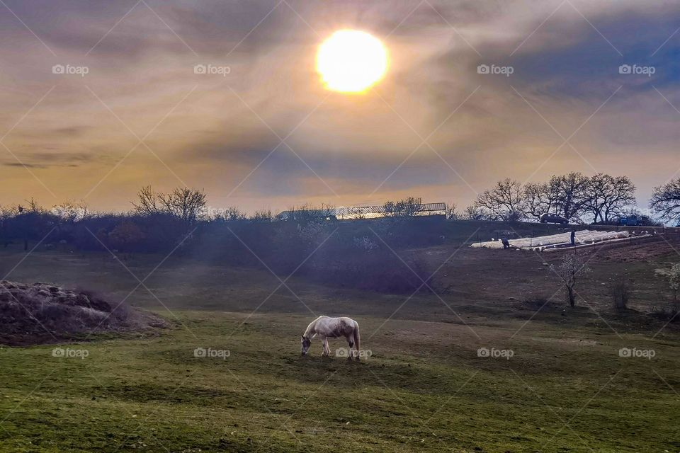 Horse eating in a field under the sunset