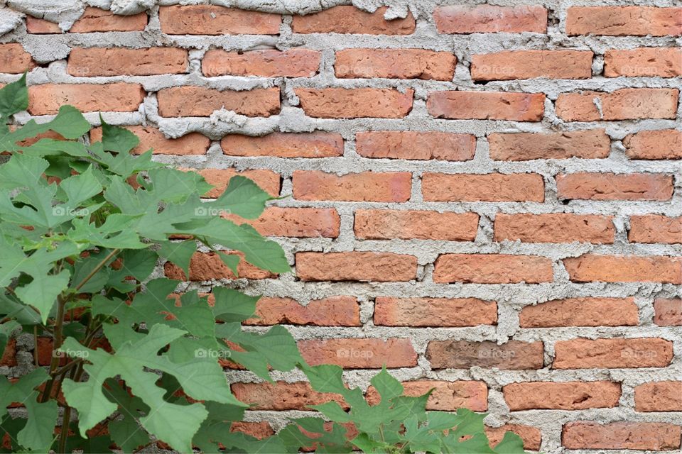 Walls bricks 