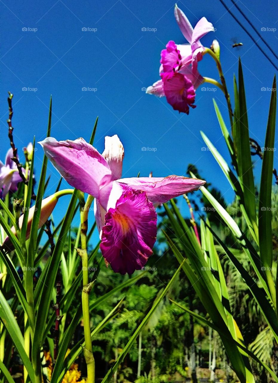 Gigantes orquídeas da terra