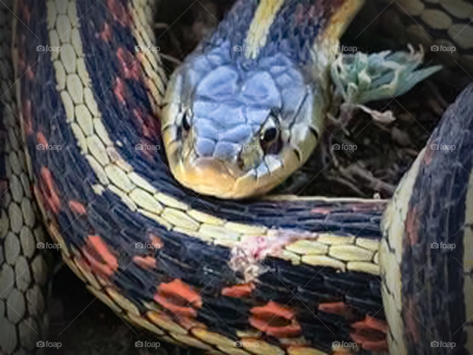Garter Snake