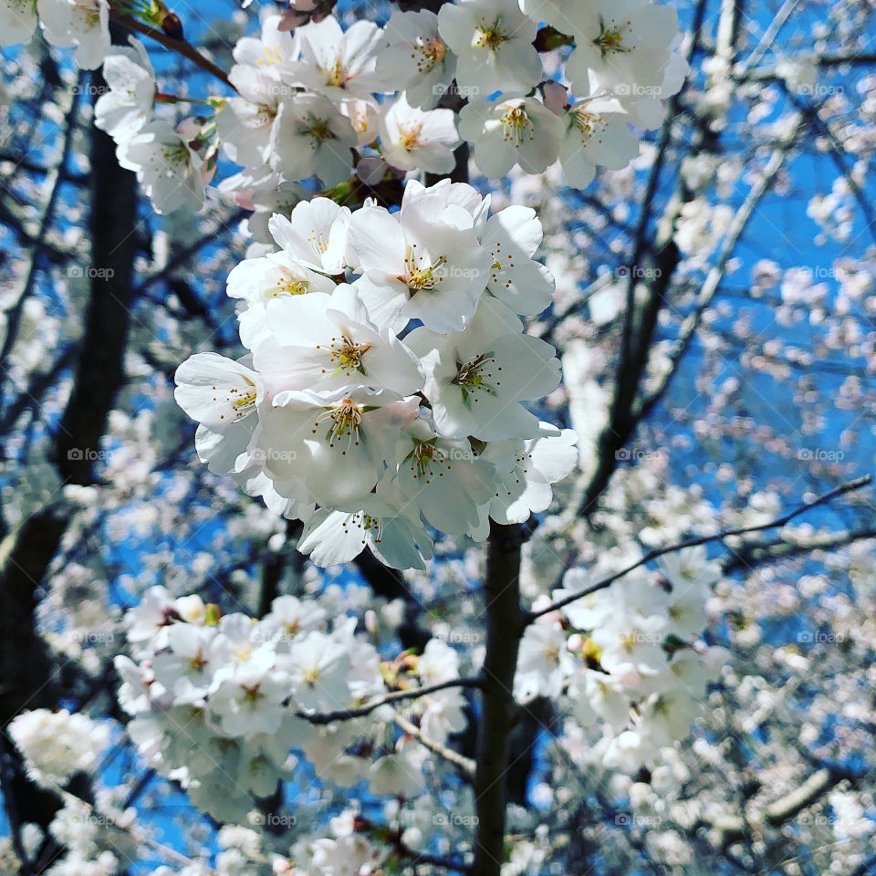 Cherry tree blossoms and branches in Ohio in spring 
