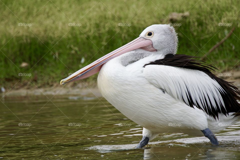 Pelican waddling to the left 