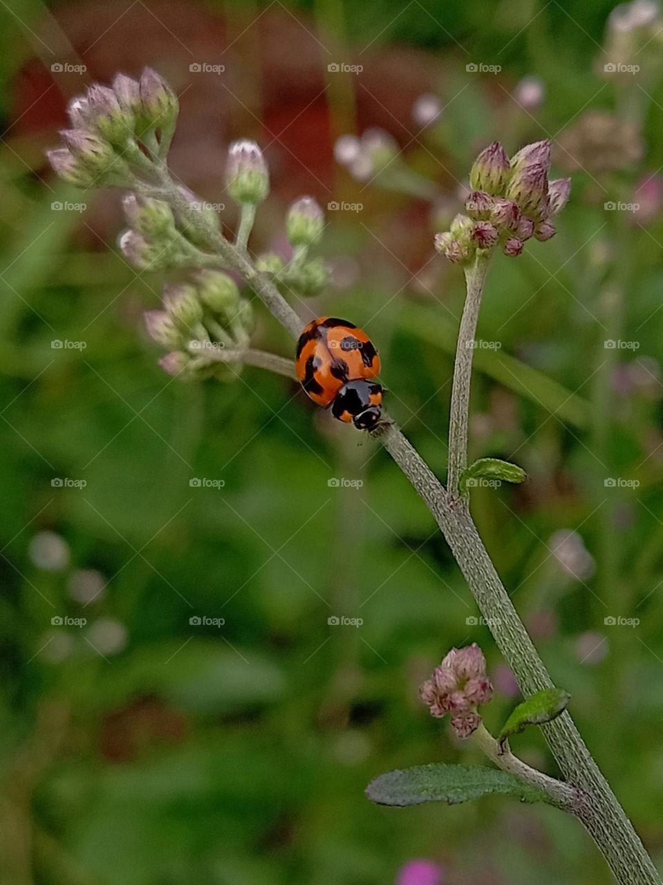 Ladybug.