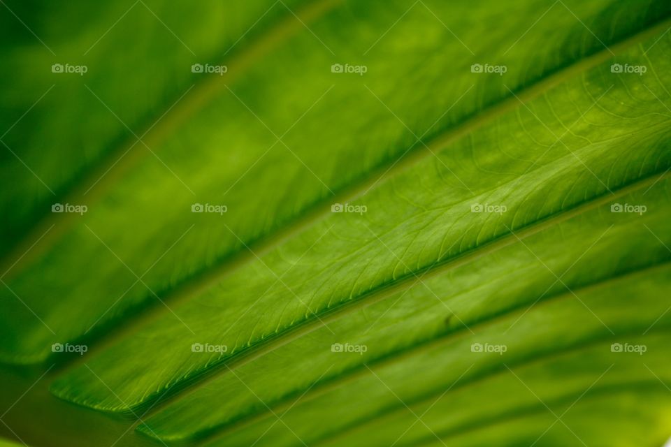 Macro of a leaf