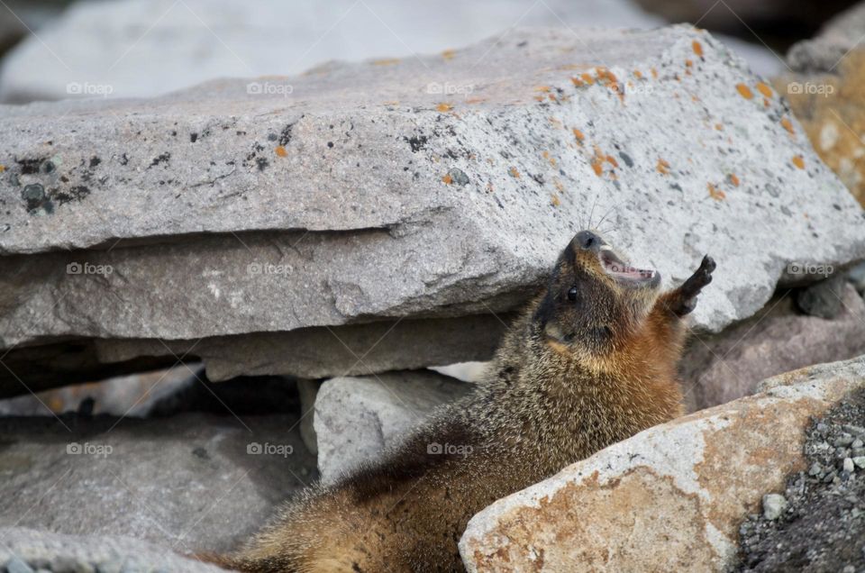 A yellow bellied marmot yawns and stretches up to the sky while resting in some rocks