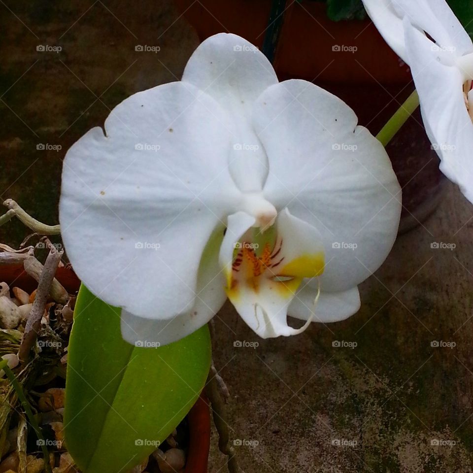 Lovely White Orchid