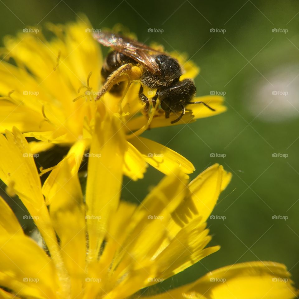 Bee closeup