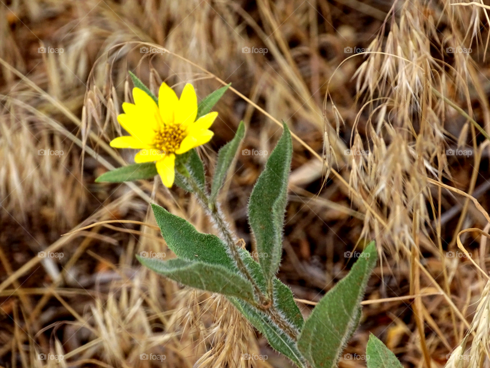 Wild Sunflower