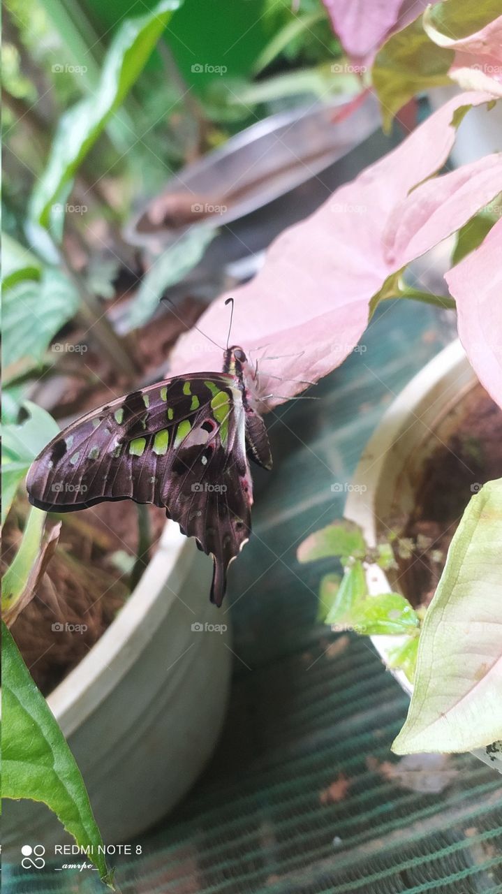 My Tailed Jay baby taking her first steps on my watch. The pink Syngonium clearly gives it a contrasting look.