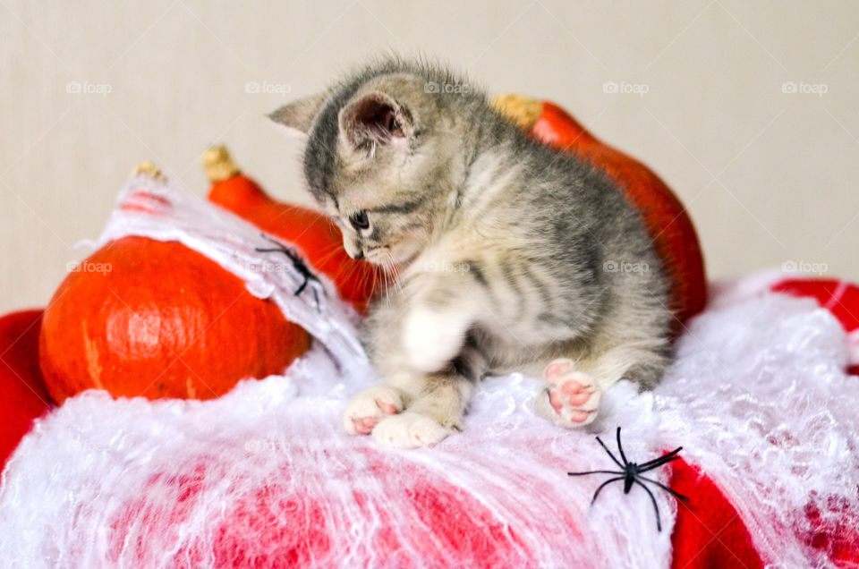 Cat with pumpkin and spiderweb.