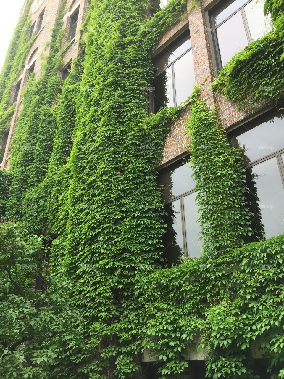Greenery. Ivey climbing walls of Kohler's headquarters 