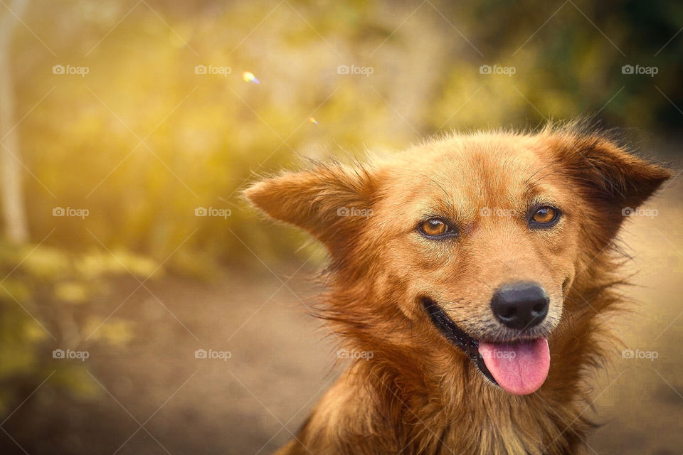 A dog with mouth wide opened and seems to be cheerful and rays of sun light behind its back.