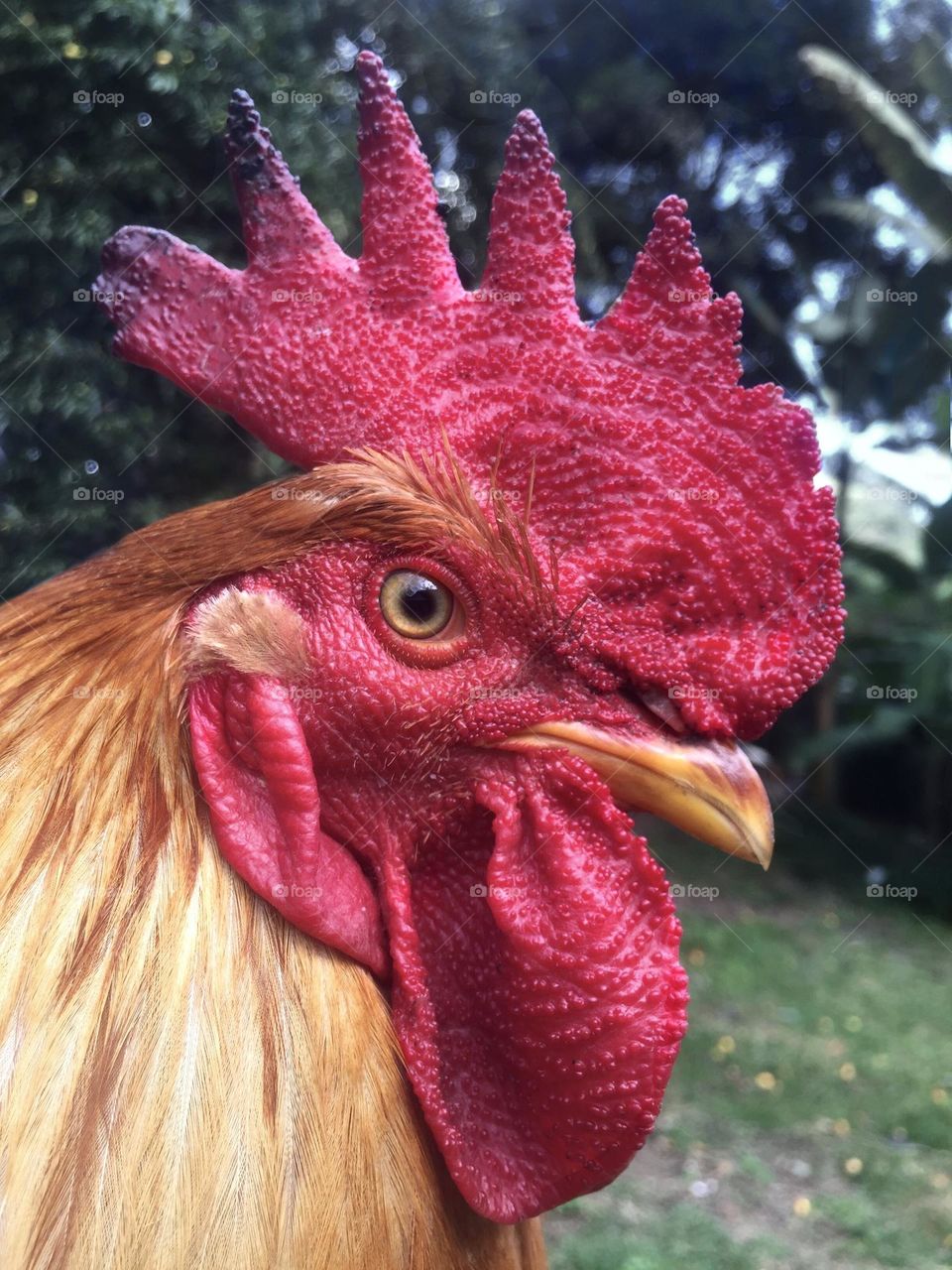 Hen