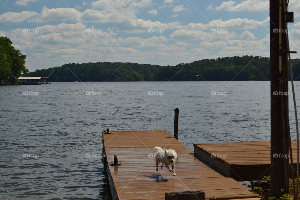 Westie running on a pier 