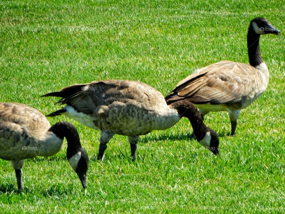 Canada Geese
