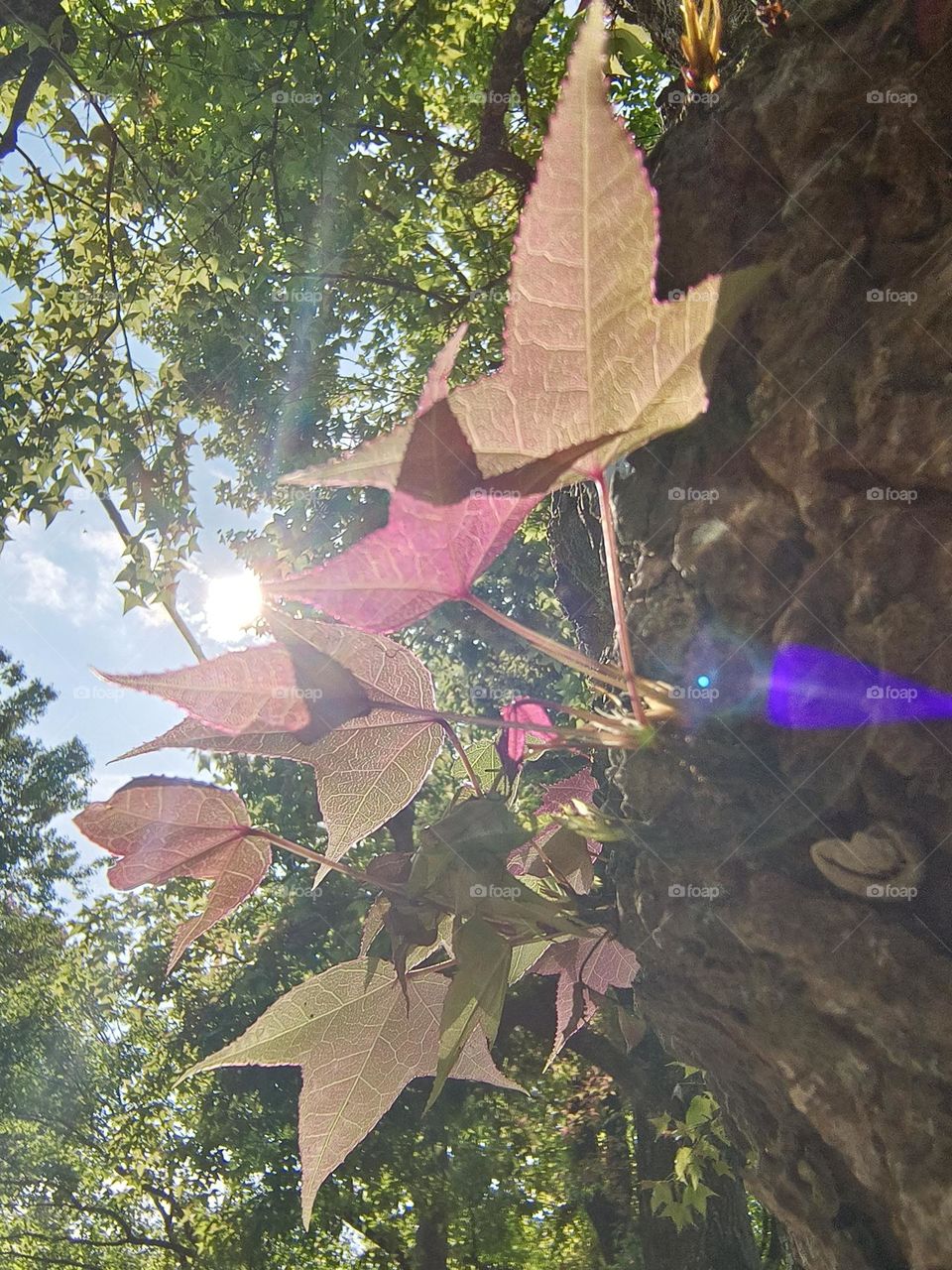 The newly sprouted maple leaves shine through