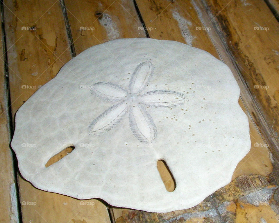 Sand dollar