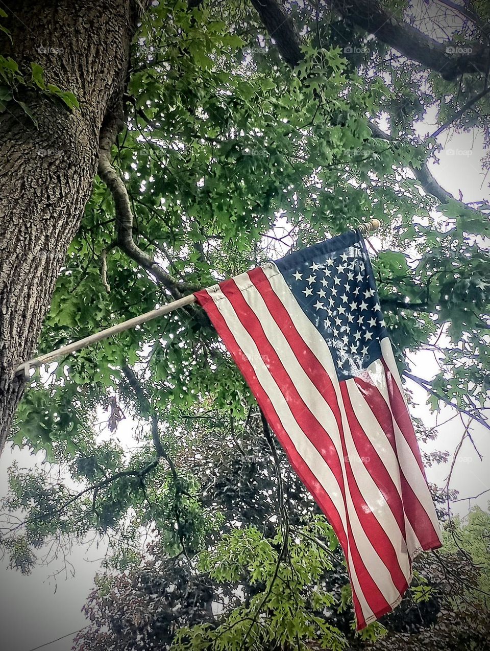 Flag Mounted on Tree