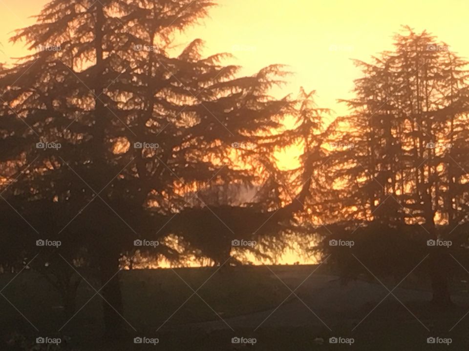 Tree line sunset backlit