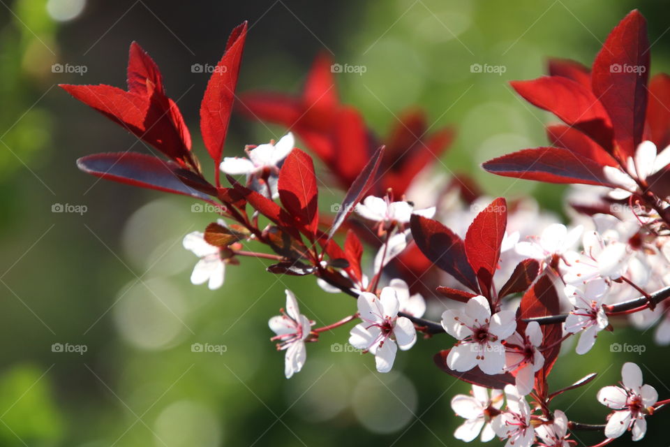 Sand cherry tree blossoms with bright sunshine and evergreens in background 